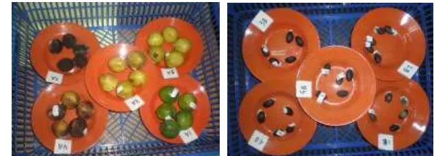 Gambar 8  Sample buah dan biji jarak yang diukur dengan color reader  