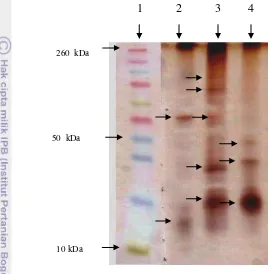 Gambar 8 Kisaran berat molekul protein fage pada SDS-PAGE. 1) Marker. 2) 