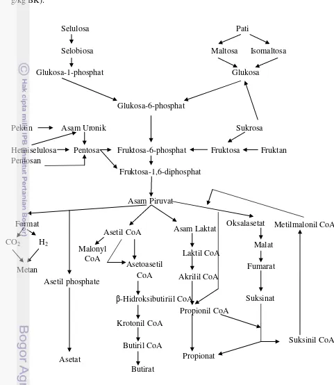 Gambar 7.  Proses Metabolisme Karbohidrat di dalam Rumen Ternak Ruminansia 