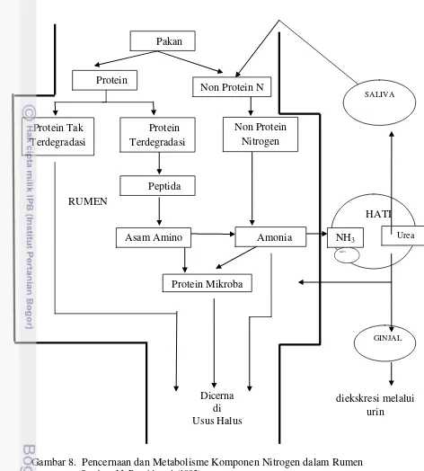 Gambar 8.  Pencernaan dan Metabolisme Komponen Nitrogen dalam Rumen 