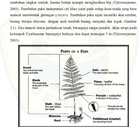 Gambar 2.1 Morfologi Tumbuhan Paku (Nurmiyati, 2013) 