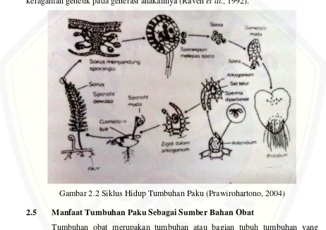 Gambar 2.2 Siklus Hidup Tumbuhan Paku (Prawirohartono, 2004) 