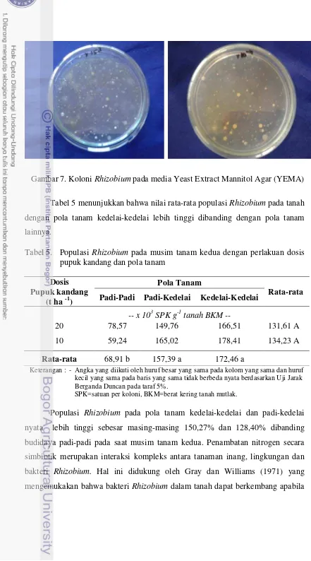 Gambar 7. Koloni Rhizobium pada media Yeast Extract Mannitol Agar (YEMA)  