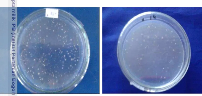 Gambar 9.  Koloni Azotobacter pada media Nitrogen Free Mannitol (NFM) 