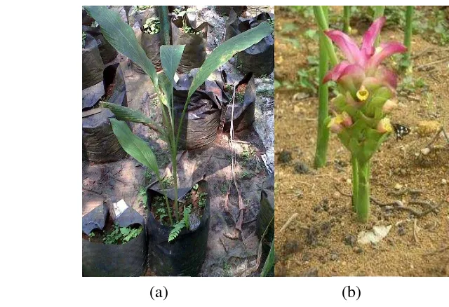 Gambar 1 Tanaman temulawak (a) dan bunga temulawak (b) 