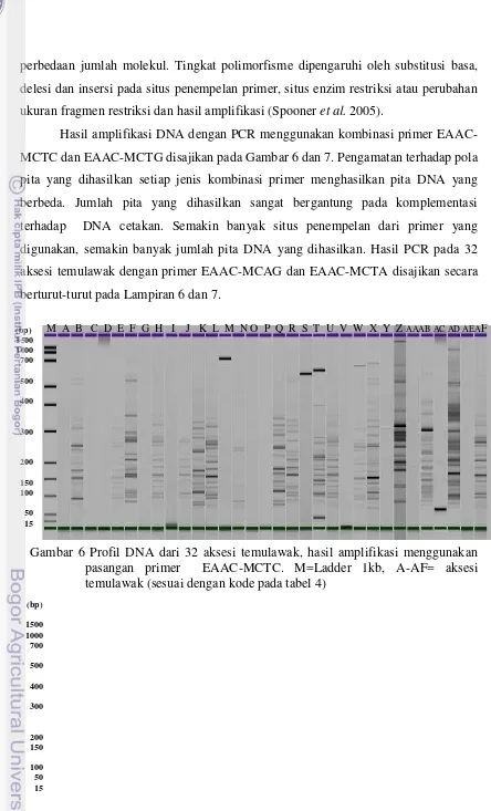 Gambar 6 Profil DNA dari 32 aksesi temulawak, hasil amplifikasi menggunakan  