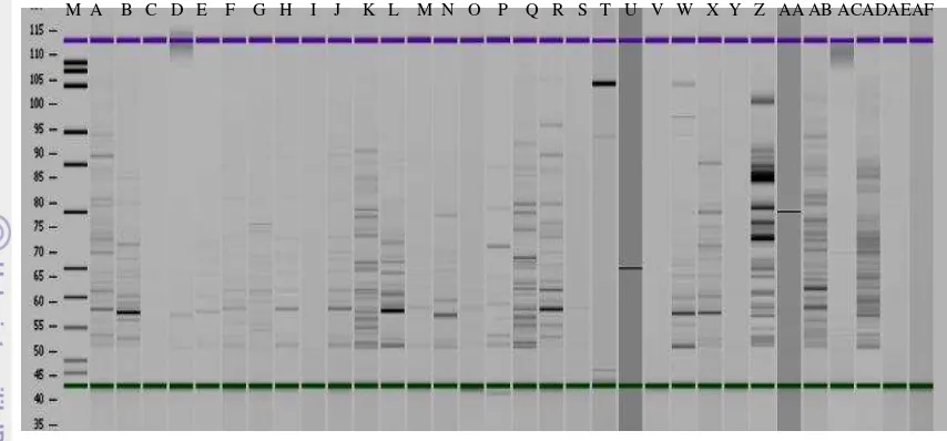 Gambar 7 Profil DNA dari 32 aksesi temulawak, hasil amplifikasi menggunakan 