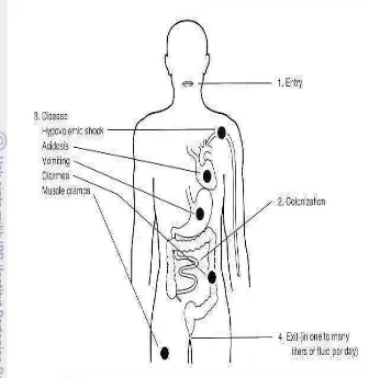 Gambar 3  Mekanisme masuknya Salmonella pada tubuh manusia                                                                 