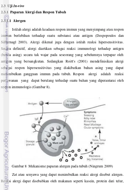 Gambar 8  Mekanisme paparan alergen pada tubuh (Ningrum 2009) 