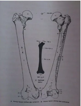 Gambar 1 :Femur kanan dilihat dari anterior dan posterior (Leonhardt, 1991). 