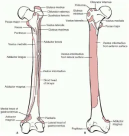 Gambar 2 : Daerah origo dan insertio dari otot-otot utama di posterior (A) dan anterior (B) femur (Koval dan Zuckerman, 2006)