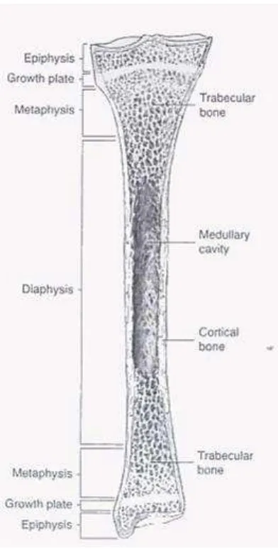 Gambar 10:  Komponen tulang panjang pada potongan sagital 