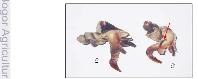 Gambar 3.  Ciri kelamin jantan dan betina induk siput gonggong (Dody 2008) 