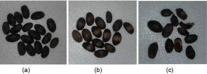 Gambar 19  (a) biji berjamur, (b) biji masih muda, dan (c) biji keriput. 
