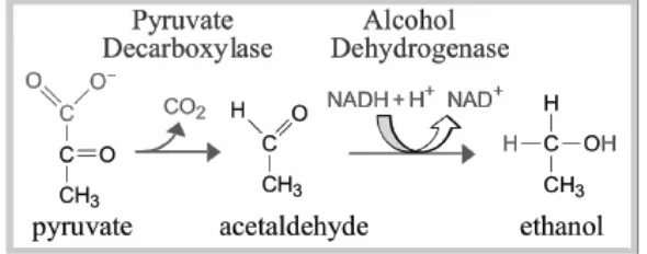 Gambar 02.  Proses Pembentukan Etanol dari Piruvat 