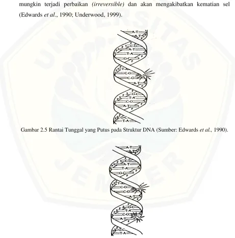Gambar 2.5 Rantai Tunggal yang Putus pada Struktur DNA (Sumber: Edwards et al., 1990)