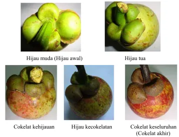 Gambar 18. Perubahan warna cupat buah manggis  