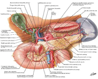Gambar 2.1. Anatomi Pankreas  Sumber : Netter, F., 2006 