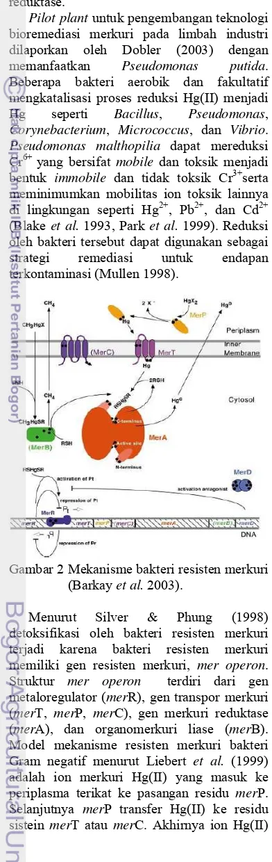 Gambar 2 Mekanisme bakteri resisten merkuri 