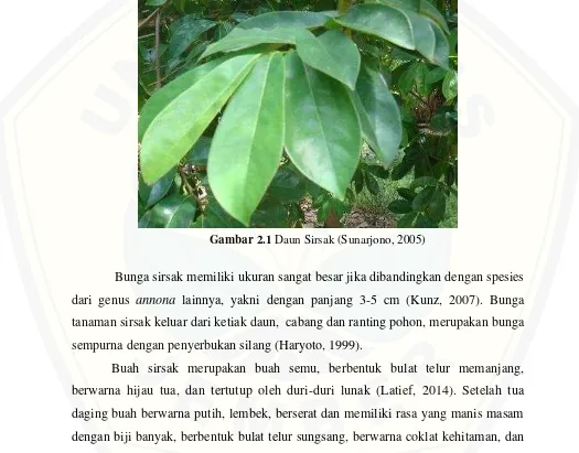 Gambar 2.1 Daun Sirsak (Sunarjono, 2005) 