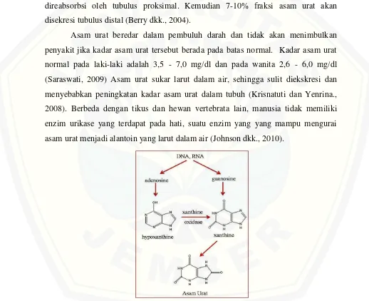 Gambar 2.3 Pembentukan asam urat (Silbernagl, 2009) 