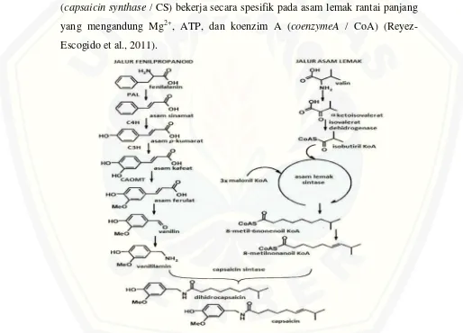 Gambar 2.3. Biosintesis capsaicin melalui jalur fenilpropanoid dan jalurmetabolisme asam lemak(Sumber: Nwokem C