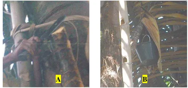 Gambar 2  Proses Penyadapan Nira : (A) Penyayatan Ujung Mayang   dan   (B) Pemasangan Penampung Nira dan Penutupnya