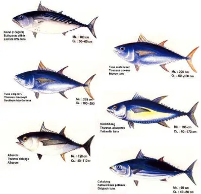 Gambar 1  Bentuk tubuh beberapa spesies ikan tuna 