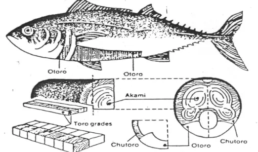 Gambar 2   Letak daging merah pada  jenis ikan tuna          (http://www.jakartafishport.com/ikan-tuna.jpg) 