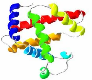 Gambar 6  Struktur molekul myoglobin          