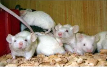 Gambar 9 Tikus Spraque Dawley (SD) jantan yang digunakan dalam uji in vivo