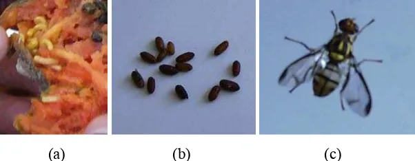 Gambar 3 Lalat buah fase (a) larva, (b) pupa dan (c) imago.