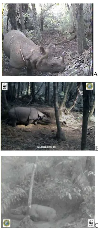 Gambar 8. Tiga ekor badak jantan yang dipilih sebagai obyek penelitian: badak nomor 12 (A), nomor 13(B), dan nomor 18(C)