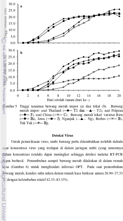 Gambar 5  Tinggi tanaman bawang merah impor (a) dan lokal (b).  Bawang 