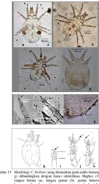 Gambar 15  Morfologi C. berlesei yang ditemukan pada umbi bawang merah (a–