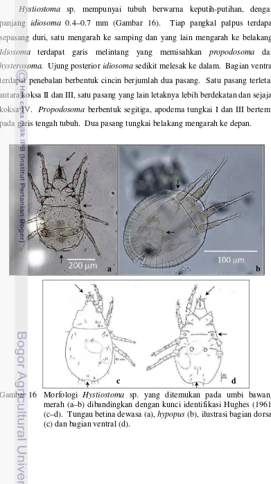 Gambar 16  Morfologi Hystiostoma sp. yang ditemukan pada umbi bawang 