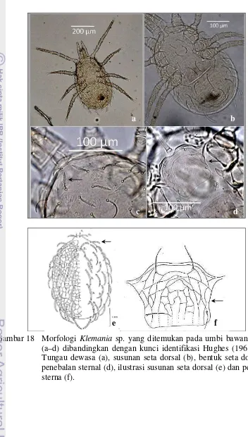 Gambar 18  Morfologi Klemania sp. yang ditemukan pada umbi bawang merah 