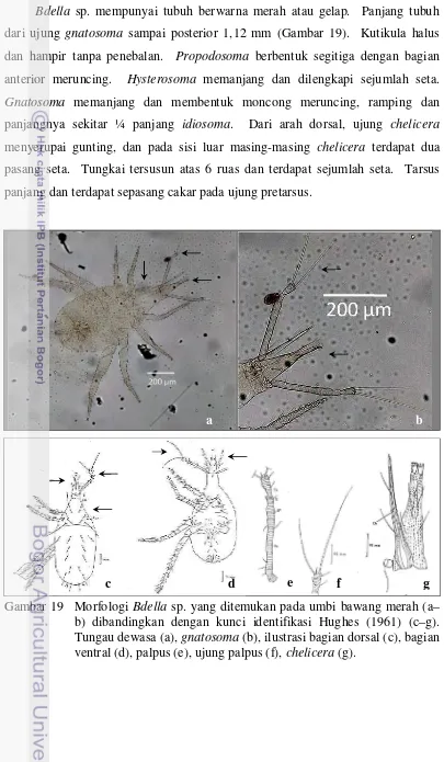Gambar 19 Morfologi Bdella sp. yang ditemukan pada umbi bawang merah (a–