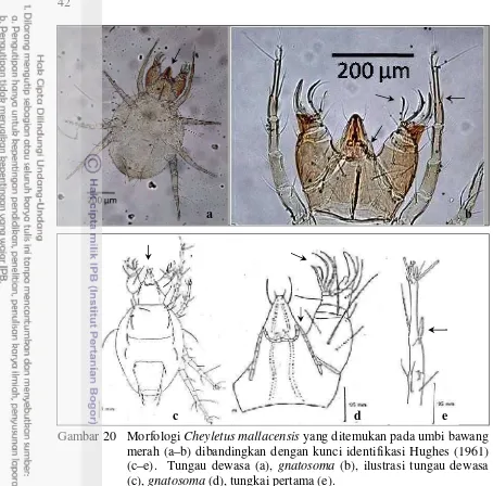 Gambar 20  Morfologi Cheyletus mallacensis yang ditemukan pada umbi bawang 