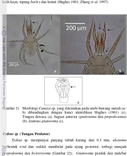 Gambar 21  Morfologi Cunaxa sp. yang ditemukan pada umbi bawang merah (a–