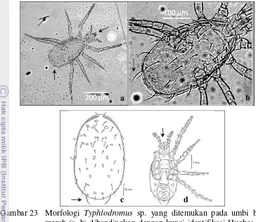 Gambar 23  Morfologi Typhlodromus sp. yang ditemukan pada umbi bawang 