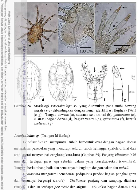 Gambar 24  Morfologi Proctolaelaps sp. yang ditemukan pada umbi bawang 