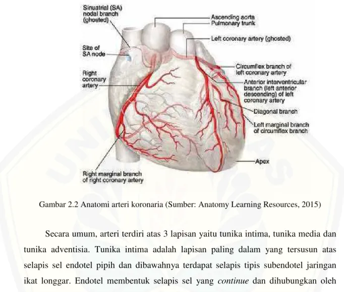 Gambar 2.2 Anatomi arteri koronaria (Sumber: Anatomy Learning Resources, 2015)