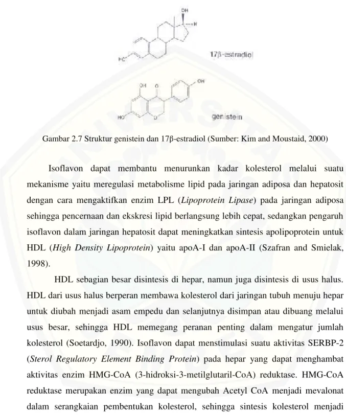 Gambar 2.7 Struktur genistein dan 17β-estradiol (Sumber: Kim and Moustaid, 2000)