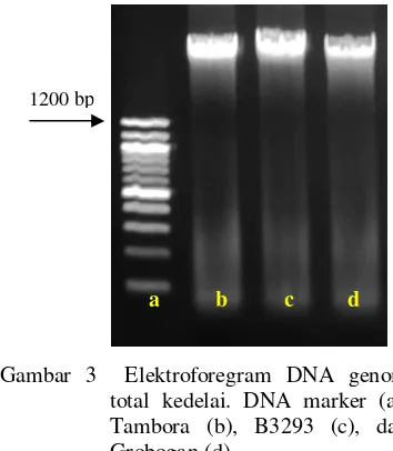 Gambar 3  Elektroforegram DNA genom 