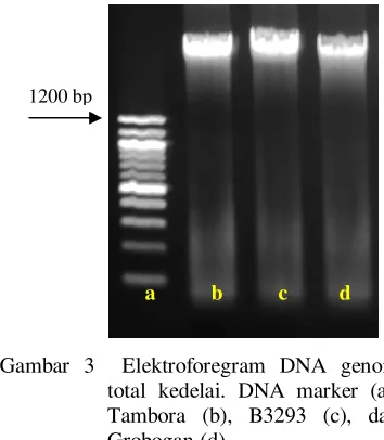 Gambar 3  Elektroforegram DNA genom 