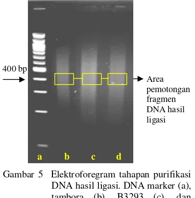 Gambar 5  Elektroforegram tahapan purifikasi 