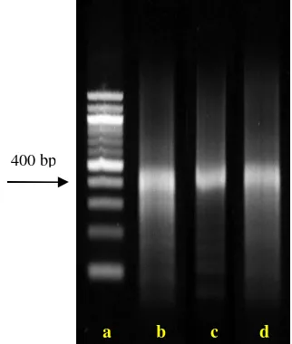 Gambar 6  Elektroforegram pustaka genom tiga genotipe kedelai. DNA marker (a), tambora (b), B3293 (c), dan grobogan (d)