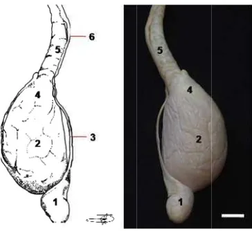 Gambar r 13 Morfolotestis spermaogi testis dan(2), korpus atikus (5), dukn duktus epiepididimidisktus deferens didimidis mus (3), kapu(6)