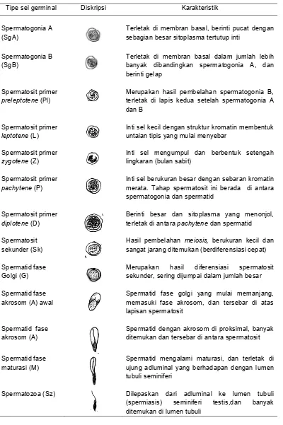 Tabel 4 Karakteristik sel epitel germinal tubuli seminiferi muncak 